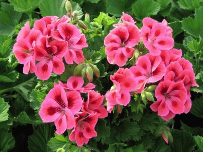 geranium