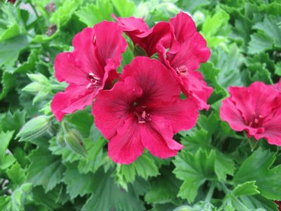 geranium