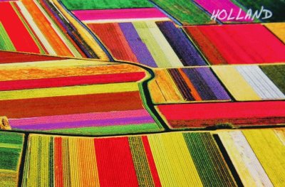 Dutch Tulip Fields