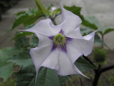 datura