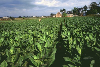 Cuban tobacco field