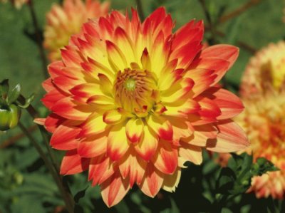 dahlia