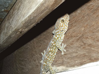 Geck