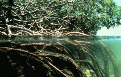 Manglar en BangladÃ©s