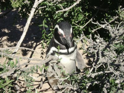 PuntaTombo. Chubut. Argentina