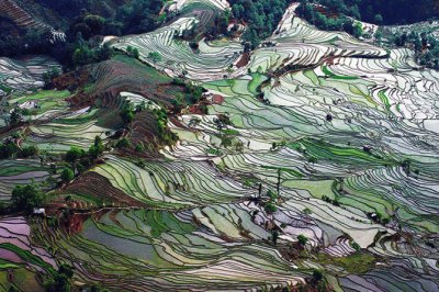 Terrazas de arroz en China