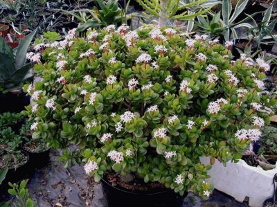 crassula ovata