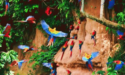 En la Amazonia. AmÃ©rica del Sur