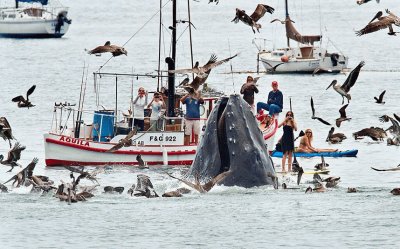 whale-boats