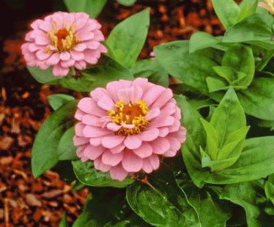 zinnia