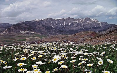 Flores do campo