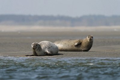 Baies de Somme - Phoques