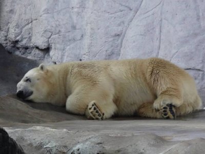 Urso no Aquário de São Paulo - SP