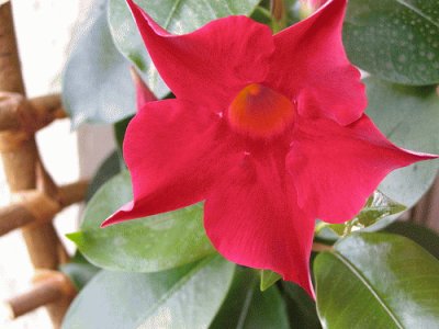 mandevilla