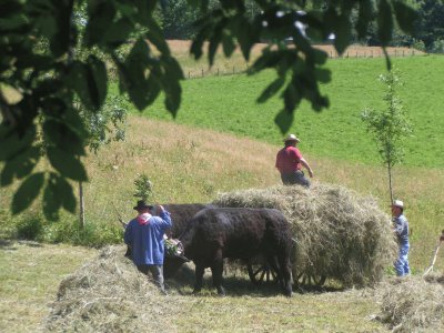 Fenaison (East Belgium)