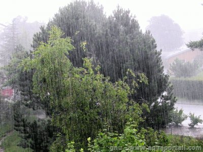 Rain in trees