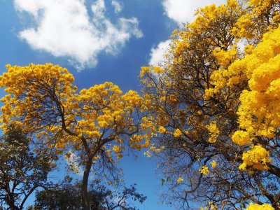 IpÃª Amarelo