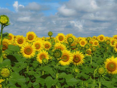 Plantaçao de Girasol