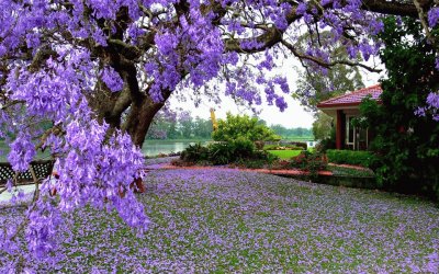 jacarandas