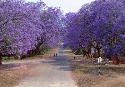 jacarandas