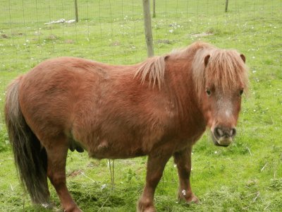 Poney (East Belgium)