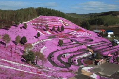 MontaÃ±a de flores