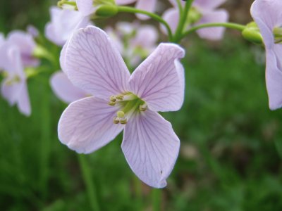 cardamine