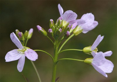 cardamine