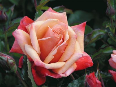 Rosa