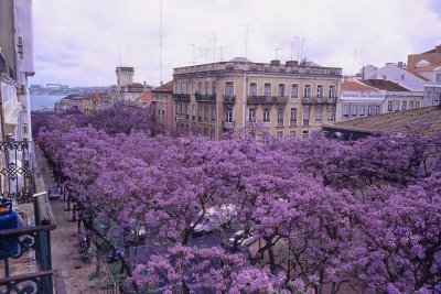 jacarandas