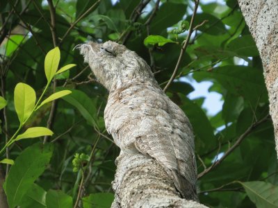 Mãe da Lua gigante