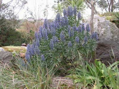 echium candicans