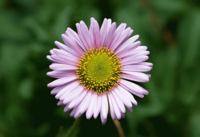 erigeron