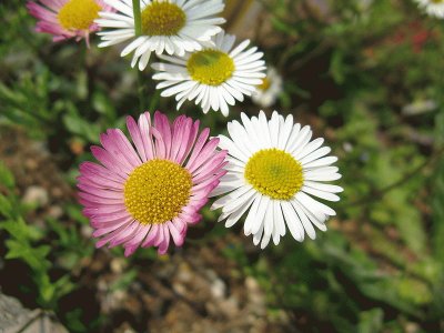 erigeron