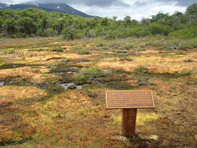 Turbal en el PN Tierra del Fuego. Argentina