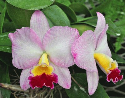 orquÃ­dea