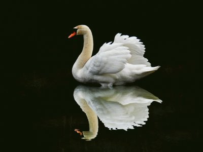 cisne