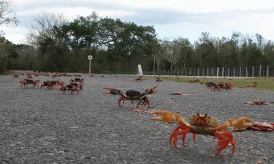 En la Ruta 22. Pinar del RÃ­o. Cuba