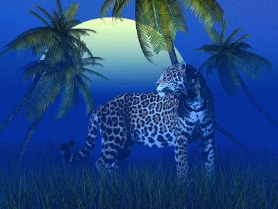 Leopard