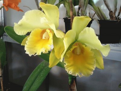 OrquÃ­dea Amarela