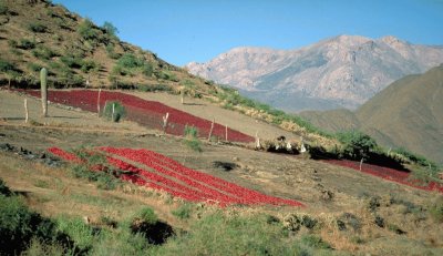 Pimientos en los Valles CalchaquÃ­es. Argentina