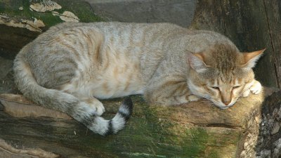 felis silvestris gordoni