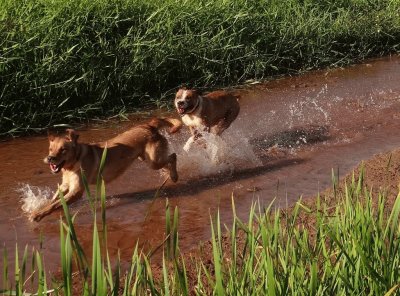 perros felices