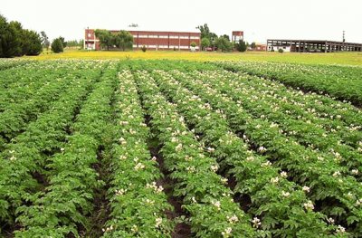 Cultivo de papa en Balcarce. Buenos Aires. Argentina