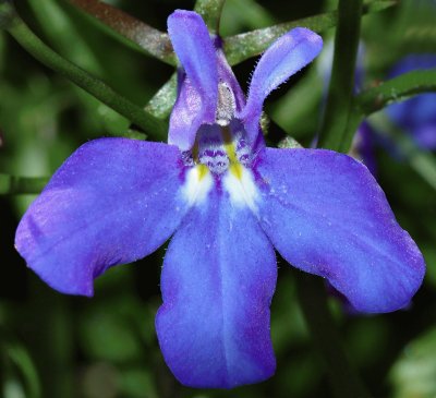 lobelia