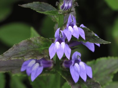 lobelia