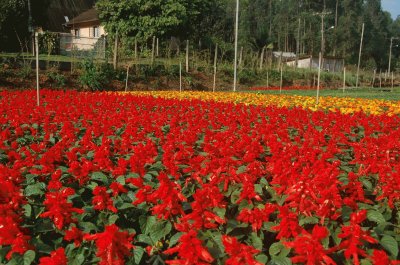 Florada vermelha