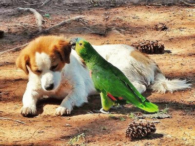 Cachorro e Papagaio