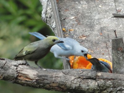 Pássaros  Comendo mamão