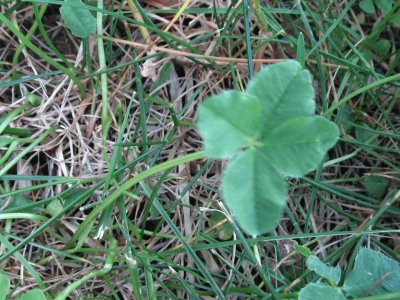 Another 4-leaf clover...good luck !